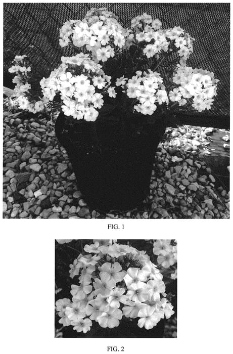 Figure 1 of US plant patent PP33187, the photograph of Balsukawi printed in the patent.