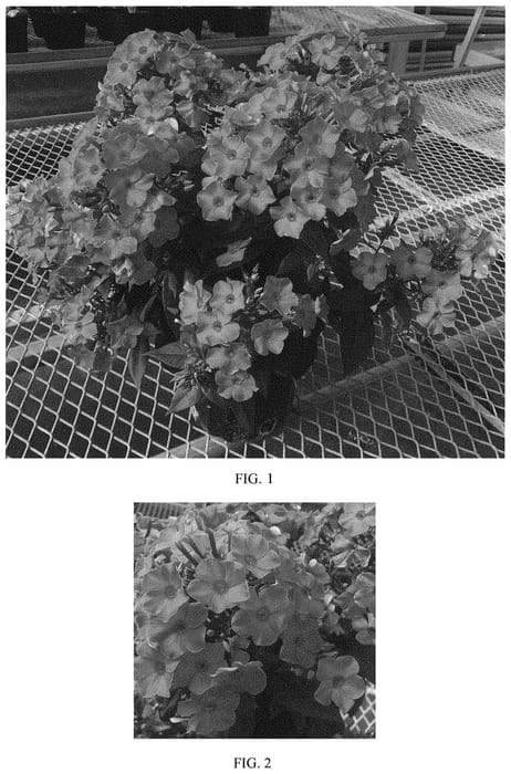 Figure 1 of US plant patent PP33188, the photograph of Balsukapin printed in the patent.