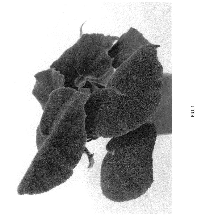 Figure 1 of US plant patent PP33189, the photograph of EC-BEGO-2009 printed in the patent.