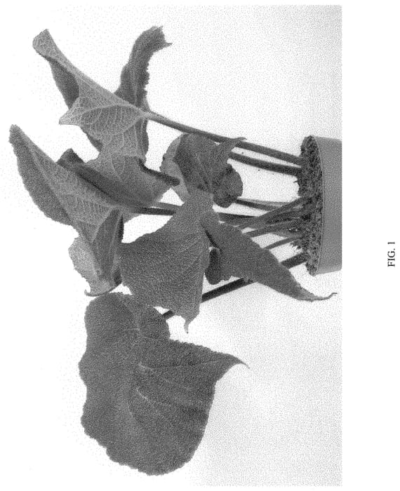 Figure 1 of US plant patent PP33190, the photograph of EC-BEGO-2010 printed in the patent.