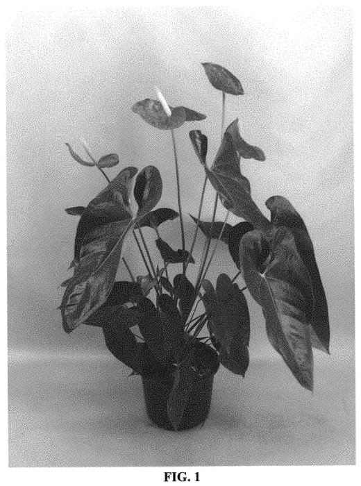 Figure 1 of US plant patent PP33191, the photograph of ANTHIJTDEN printed in the patent.
