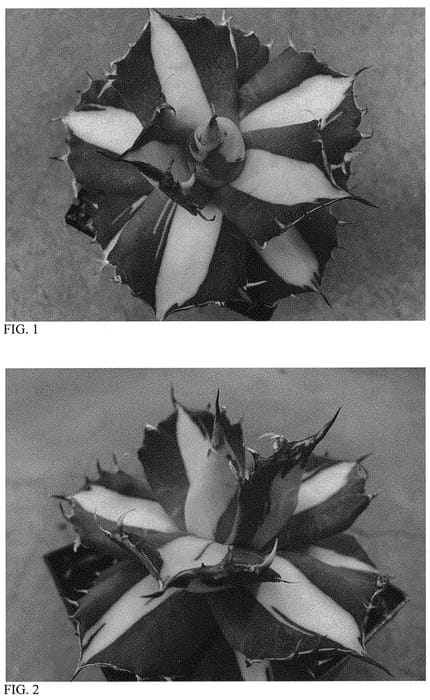 Figure 1 of US plant patent PP33192, the photograph of Sabertooth Tiger printed in the patent.