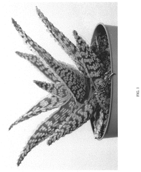 Figure 1 of US plant patent PP33193, the photograph of EC-ALAC-2003 printed in the patent.