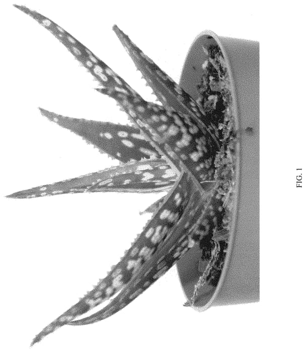 Figure 1 of US plant patent PP33194, the photograph of EC-ALAC-2005 printed in the patent.