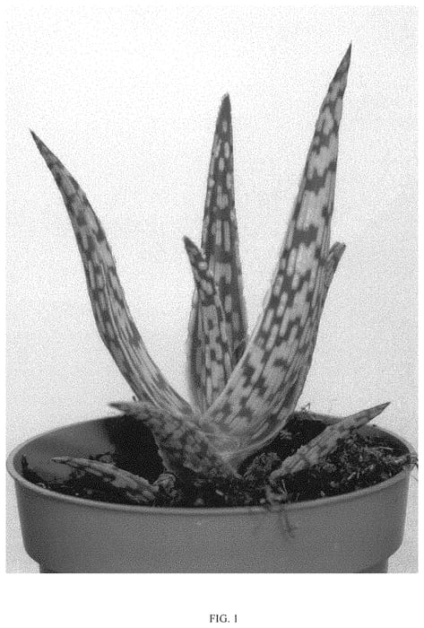 Figure 1 of US plant patent PP33195, the photograph of EC-ALAC-2000 printed in the patent.