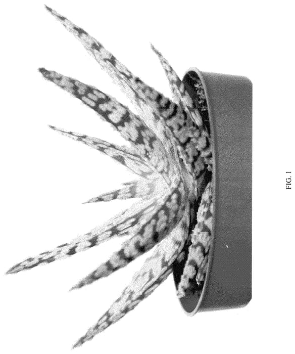 Figure 1 of US plant patent PP33196, the photograph of EC-ALAC-2001 printed in the patent.