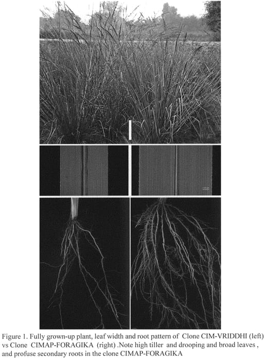 Figure 1 of US plant patent PP33197, the photograph of CIMAP-FORAGIKA printed in the patent.