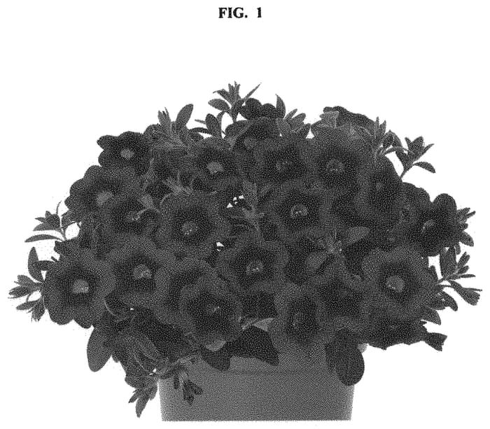 Figure 1 of US plant patent PP33198, the photograph of Docalhure printed in the patent.