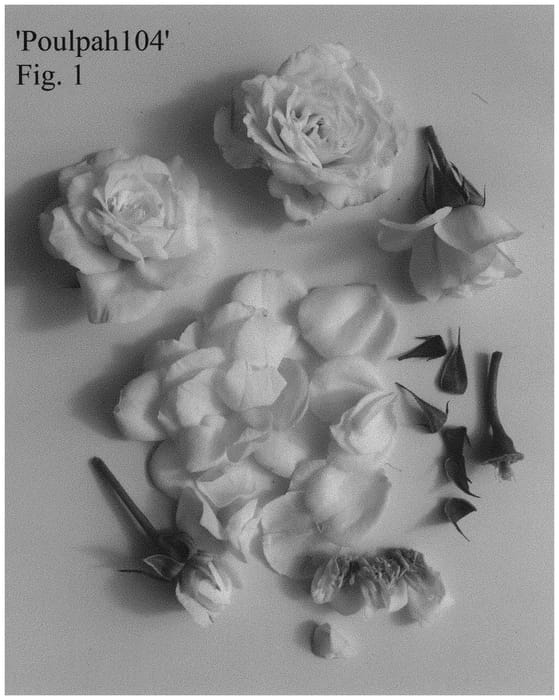 Figure 1 of US plant patent PP33199, the photograph of Poulpah104 printed in the patent.