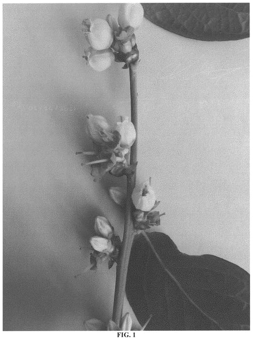Figure 1 of US plant patent PP33200, the photograph of FLR12-89 printed in the patent.