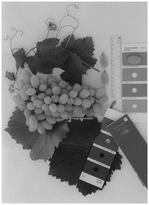 Figure 1 of US plant patent PP33201, the photograph of IFG Forty-six printed in the patent.
