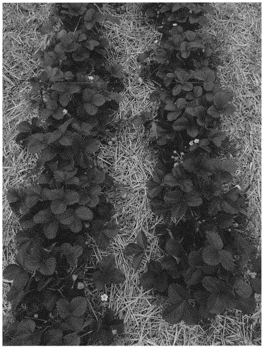Figure 1 of US plant patent PP33202, the photograph of Verdi printed in the patent.