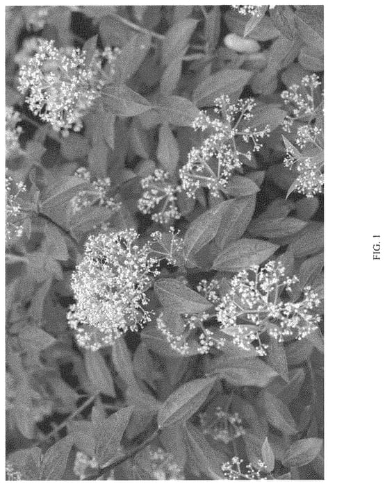 Figure 1 of US plant patent PP33203, the photograph of NCVX3 printed in the patent.