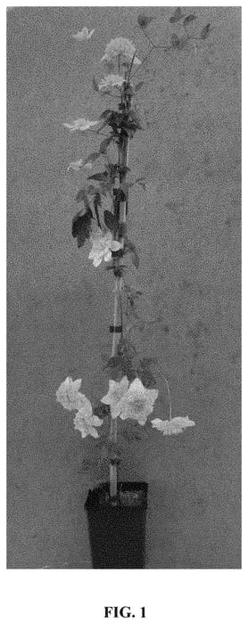 Figure 1 of US plant patent PP33204, the photograph of Manju printed in the patent.