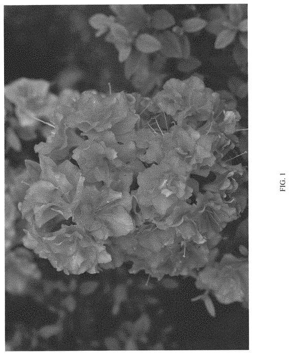 Figure 1 of US plant patent PP33205, the photograph of NCRX4 printed in the patent.