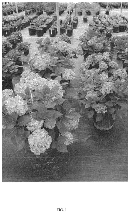 Figure 1 of US plant patent PP33206, the photograph of SMNHSC printed in the patent.