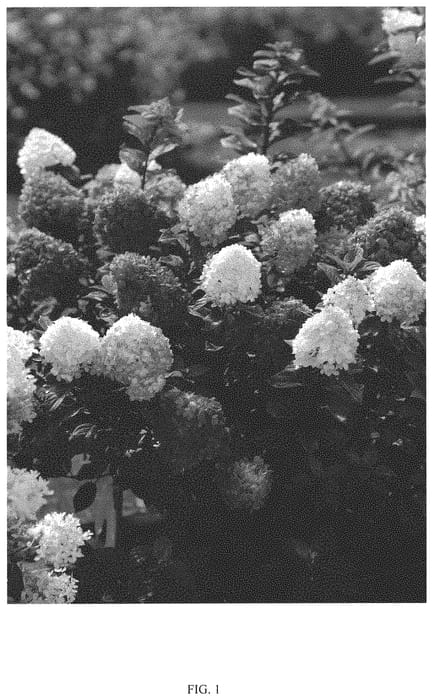 Figure 1 of US plant patent PP33207, the photograph of SMNHPH printed in the patent.