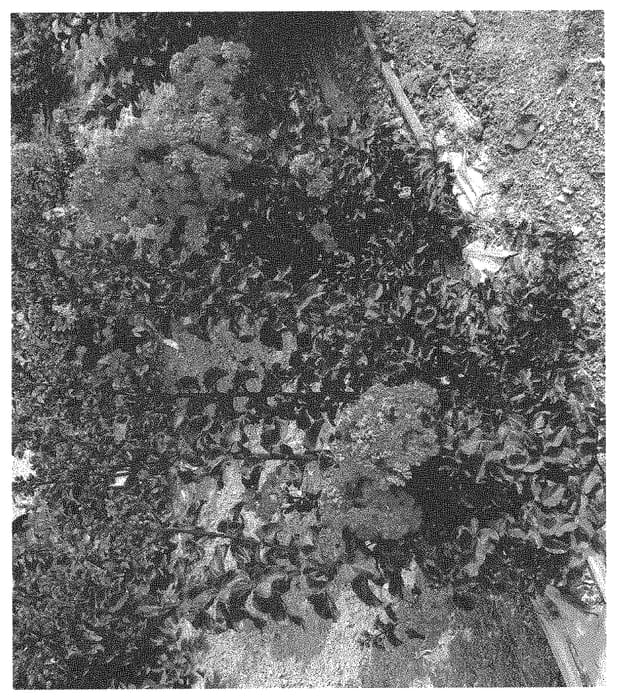 Figure 1 of US plant patent PP33208, the photograph of HOCH631 printed in the patent.