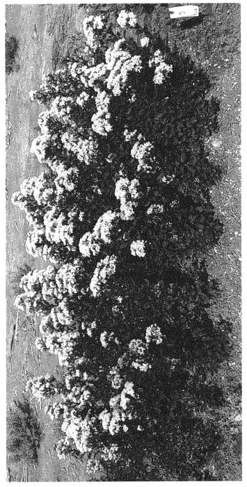 Figure 1 of US plant patent PP33209, the photograph of HOCH873 printed in the patent.