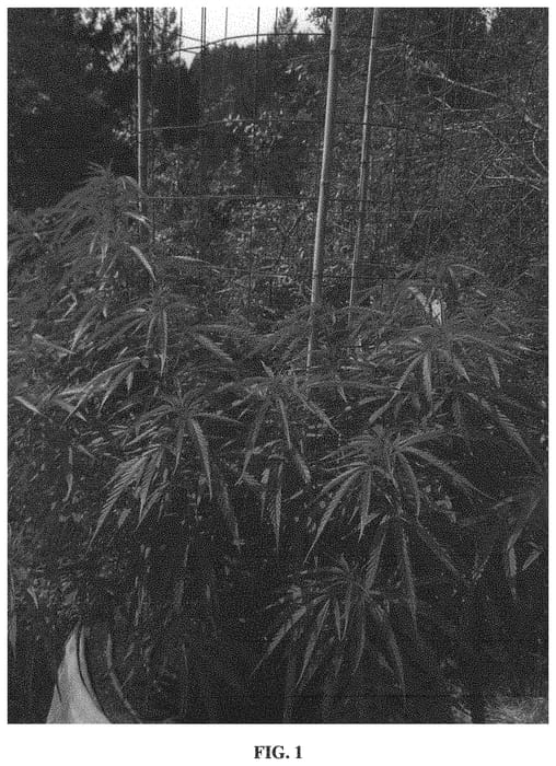 Figure 1 of US plant patent PP33210, the photograph of V3 printed in the patent.