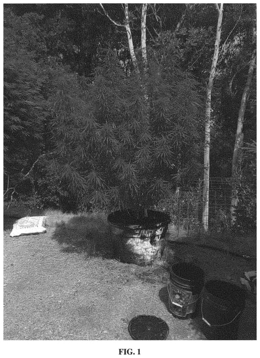 Figure 1 of US plant patent PP33211, the photograph of V2 printed in the patent.