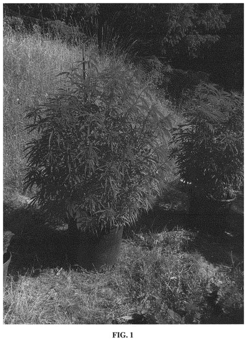 Figure 1 of US plant patent PP33212, the photograph of V1 printed in the patent.
