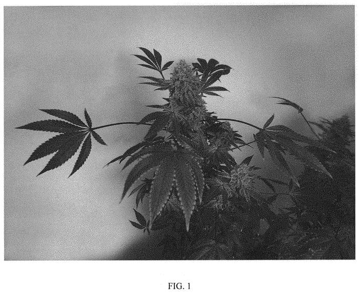 Figure 1 of US plant patent PP33213, the photograph of Honey H-2018 printed in the patent.