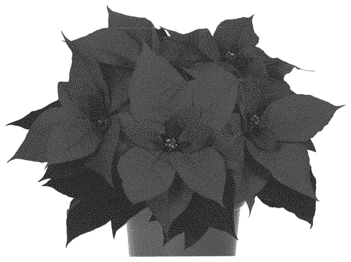 Figure 1 of US plant patent PP33214, the photograph of Dopoinvikpro printed in the patent.