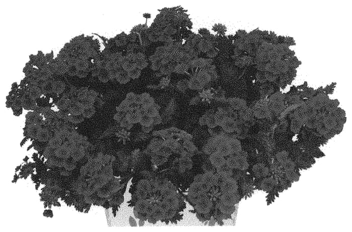 Figure 1 of US plant patent PP33215, the photograph of Doveremsucore printed in the patent.