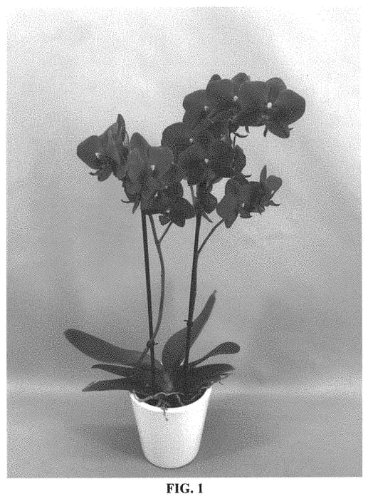 Figure 1 of US plant patent PP33216, the photograph of PHALJAKYJE printed in the patent.