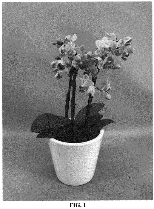 Figure 1 of US plant patent PP33217, the photograph of PHALHASVEL printed in the patent.