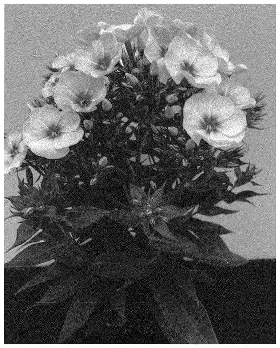 Figure 1 of US plant patent PP33218, the photograph of Dophlflaprosopi printed in the patent.
