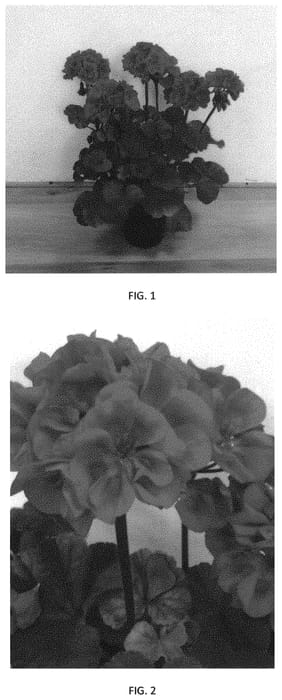 Figure 1 of US plant patent PP33219, the photograph of PECZ0021 printed in the patent.