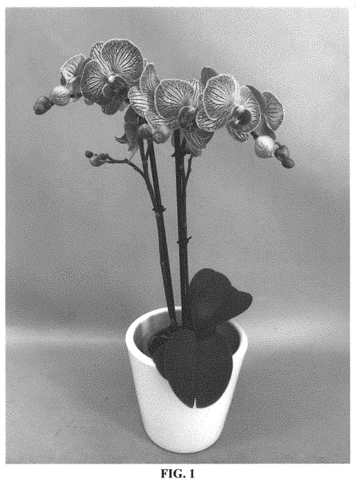 Figure 1 of US plant patent PP33220, the photograph of PHALHIPVAH printed in the patent.