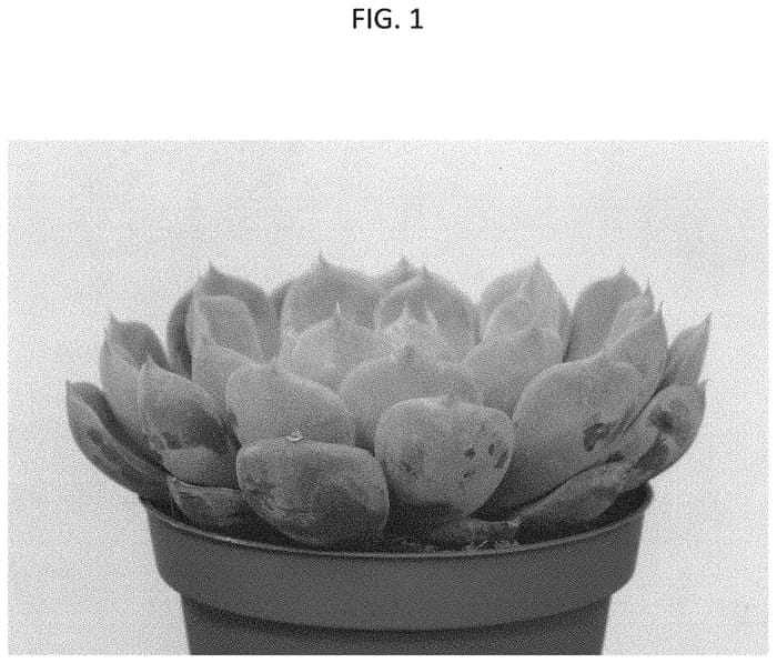 Figure 1 of US plant patent PP33221, the photograph of TSAECH1824 printed in the patent.