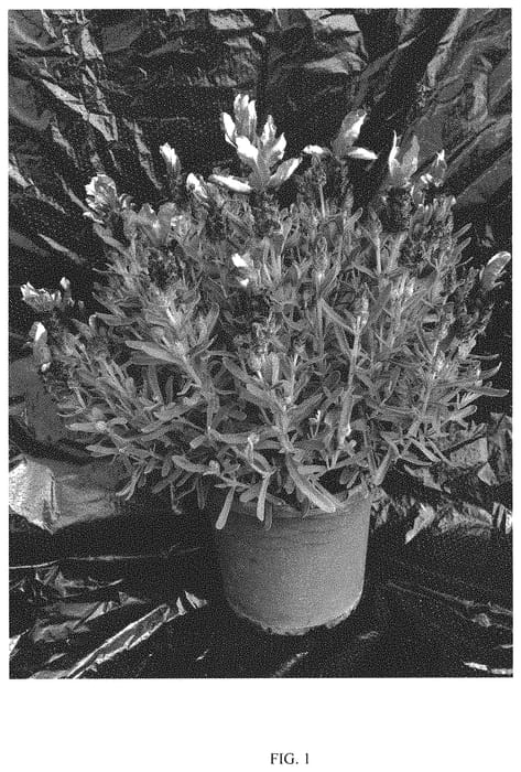Figure 1 of US plant patent PP33222, the photograph of TWIN SUMMER printed in the patent.