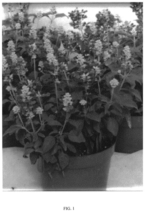 Figure 1 of US plant patent PP33223, the photograph of SCABB15-1 printed in the patent.