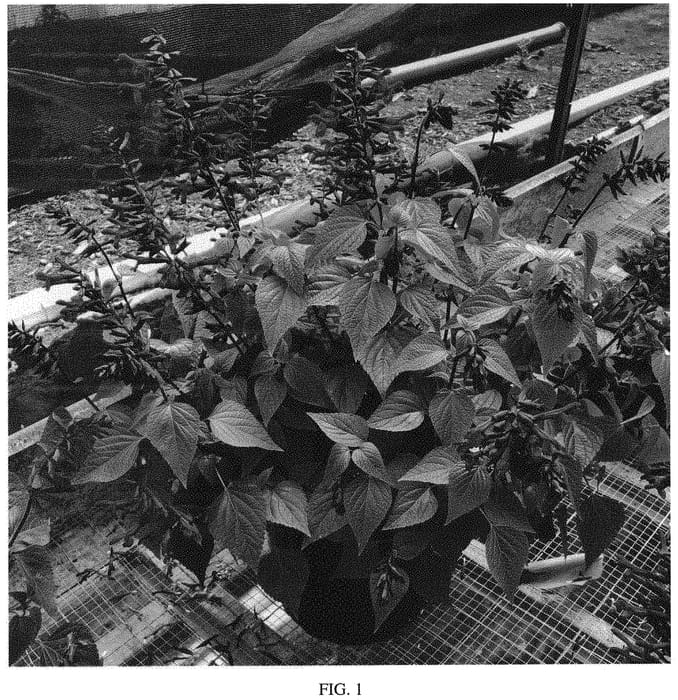 Figure 1 of US plant patent PP33224, the photograph of Smokey Jazz printed in the patent.