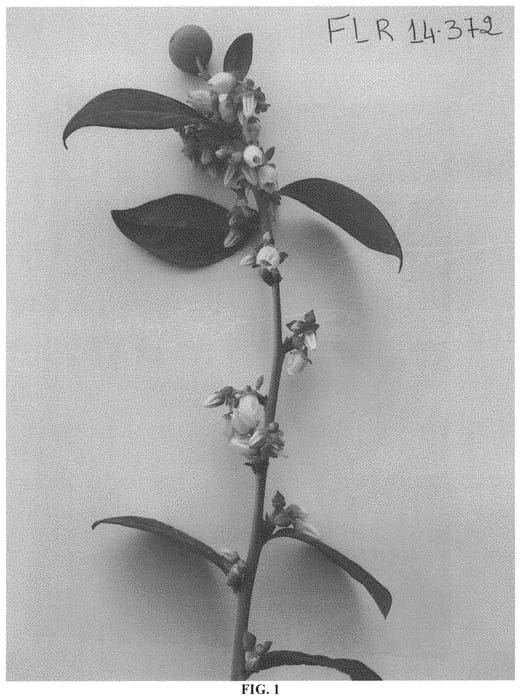 Figure 1 of US plant patent PP33225, the photograph of FLR14-372 printed in the patent.