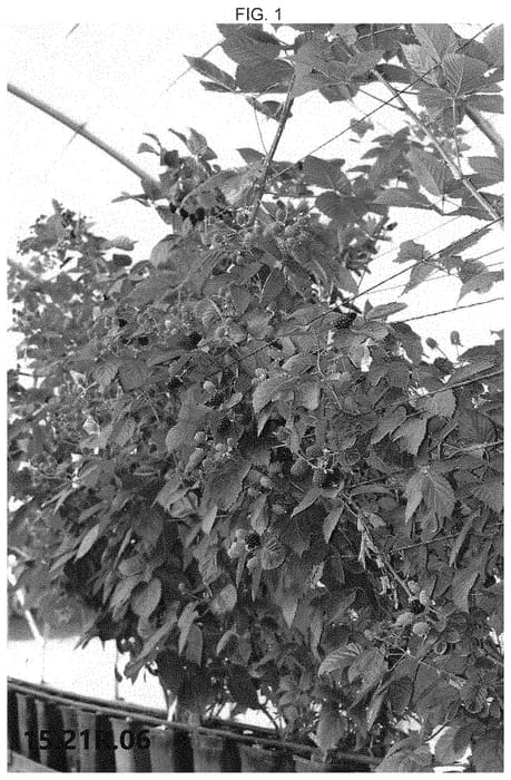 Figure 1 of US plant patent PP33226, the photograph of Plablack 15157 printed in the patent.