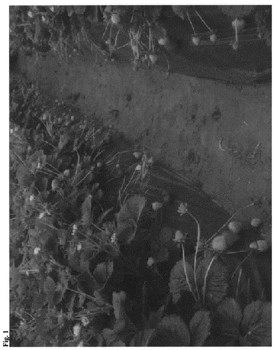 Figure 1 of US plant patent PP33227, the photograph of Persephene printed in the patent.