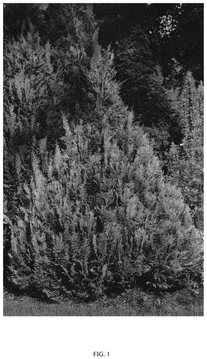 Figure 1 of US plant patent PP33228, the photograph of SMNCLMG printed in the patent.