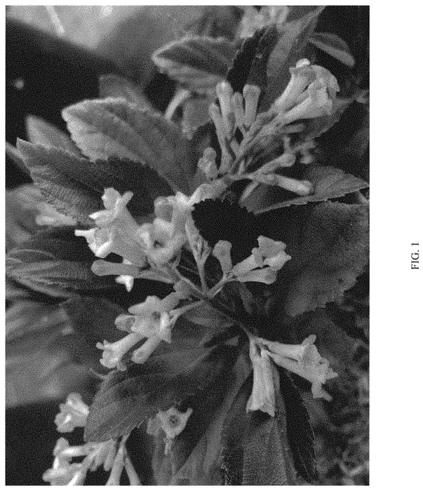 Figure 1 of US plant patent PP33229, the photograph of NCVX4 printed in the patent.