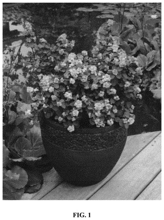 Figure 1 of US plant patent PP33230, the photograph of KOLMPICA printed in the patent.