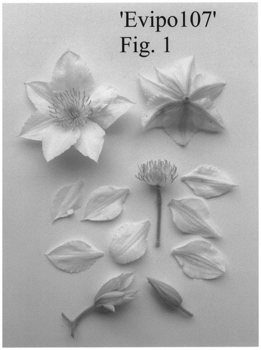 Figure 1 of US plant patent PP33231, the photograph of Evipo107 printed in the patent.
