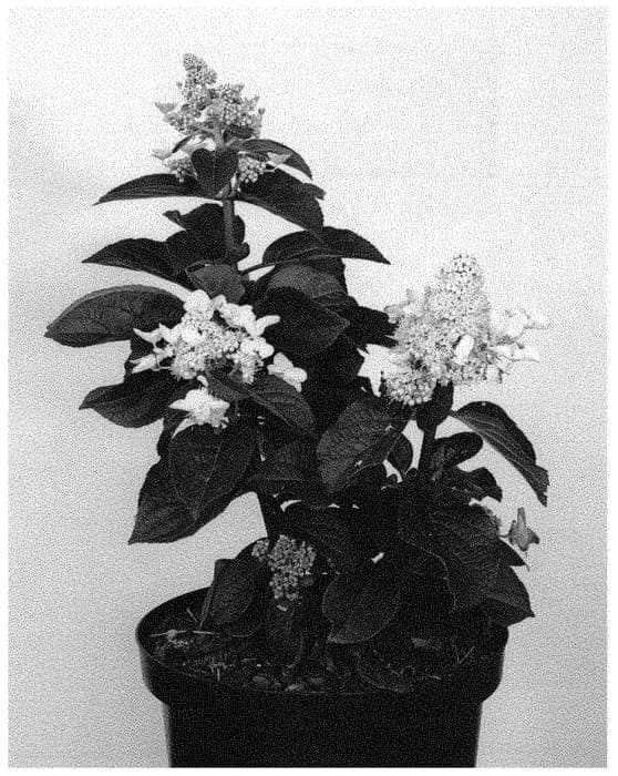 Figure 1 of US plant patent PP33232, the photograph of LC NO9 printed in the patent.