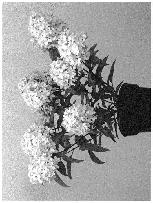 Figure 1 of US plant patent PP33233, the photograph of LC NO10 printed in the patent.