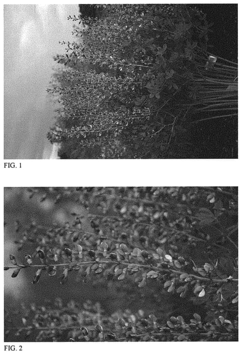 Figure 1 of US plant patent PP33234, the photograph of Blue Bubbly printed in the patent.