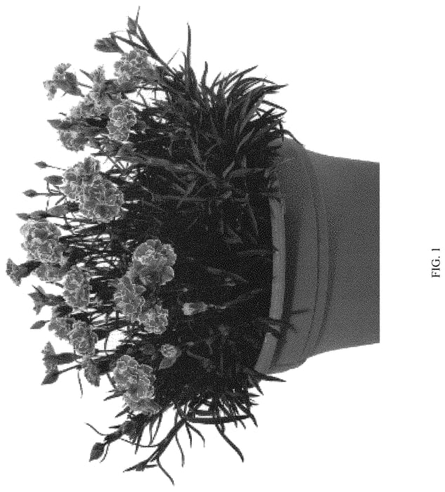 Figure 1 of US plant patent PP33235, the photograph of DDTOW14-0 printed in the patent.