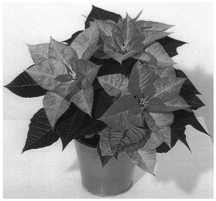 Figure 1 of US plant patent PP33236, the photograph of NPCW19287 printed in the patent.